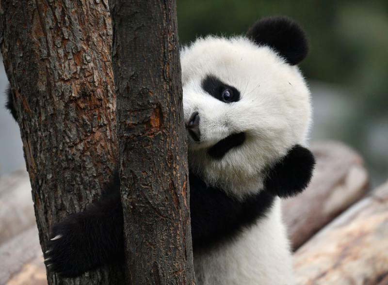 Un moment avec les petits d'un panda géant dans le Shaanxi