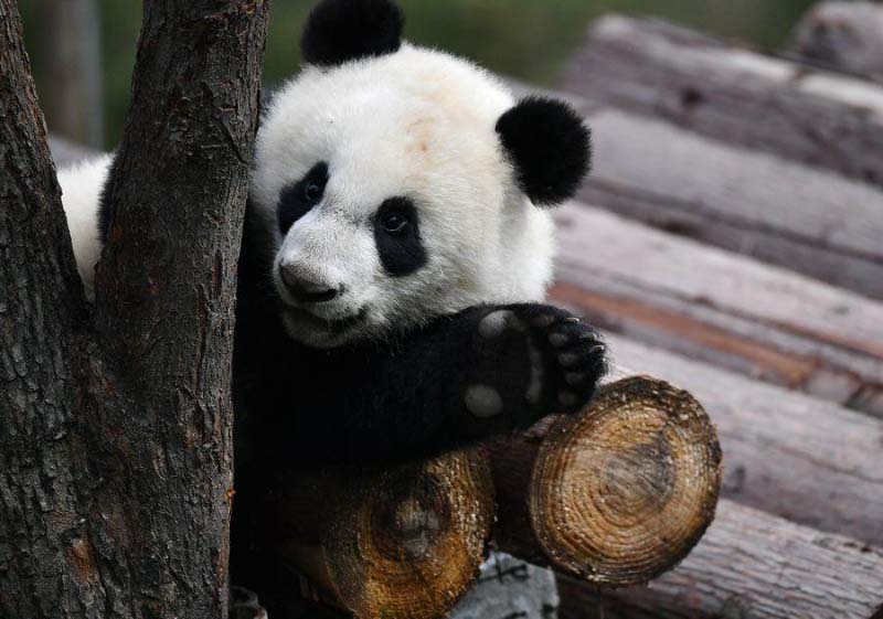 Un moment avec les petits d'un panda géant dans le Shaanxi