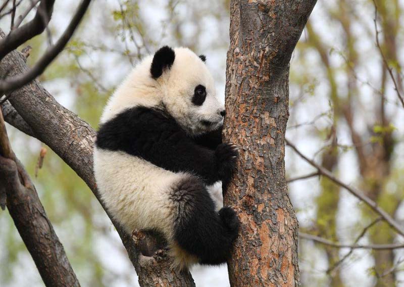 Un moment avec les petits d'un panda géant dans le Shaanxi