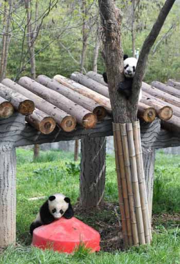 Un moment avec les petits d'un panda géant dans le Shaanxi