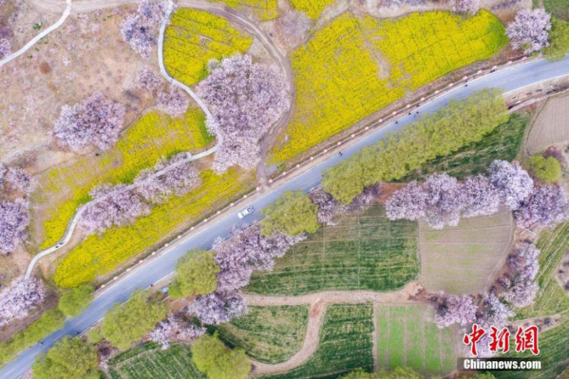 Un paysage de fleurs de pêchers au Tibet