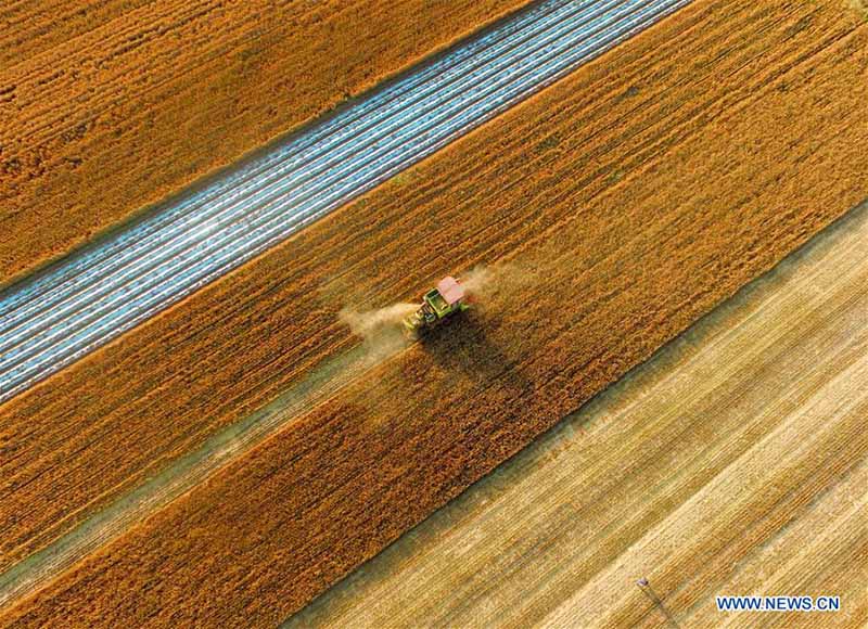 Les travaux de récolte à grande échelle commencent à travers la Chine