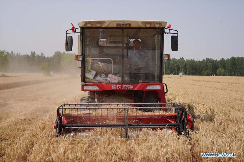 Les travaux de récolte à grande échelle commencent à travers la Chine