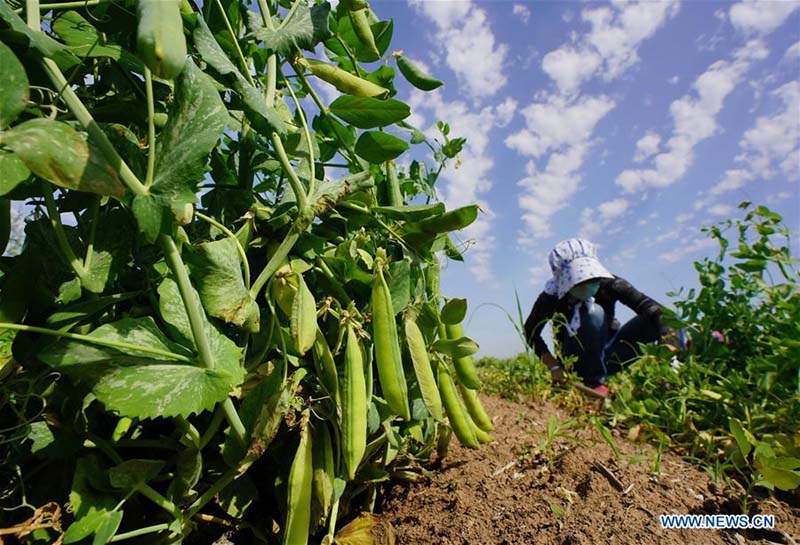 Les travaux de récolte à grande échelle commencent à travers la Chine