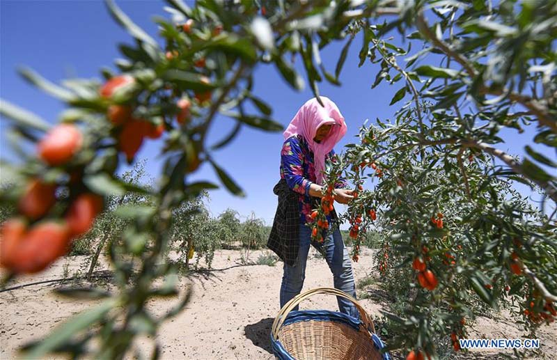 Les travaux de récolte à grande échelle commencent à travers la Chine