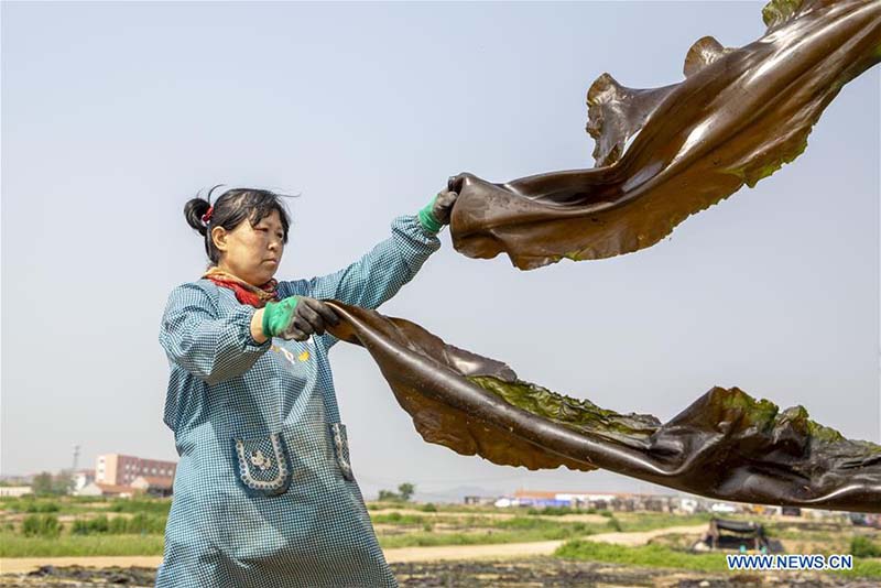 Les travaux de récolte à grande échelle commencent à travers la Chine