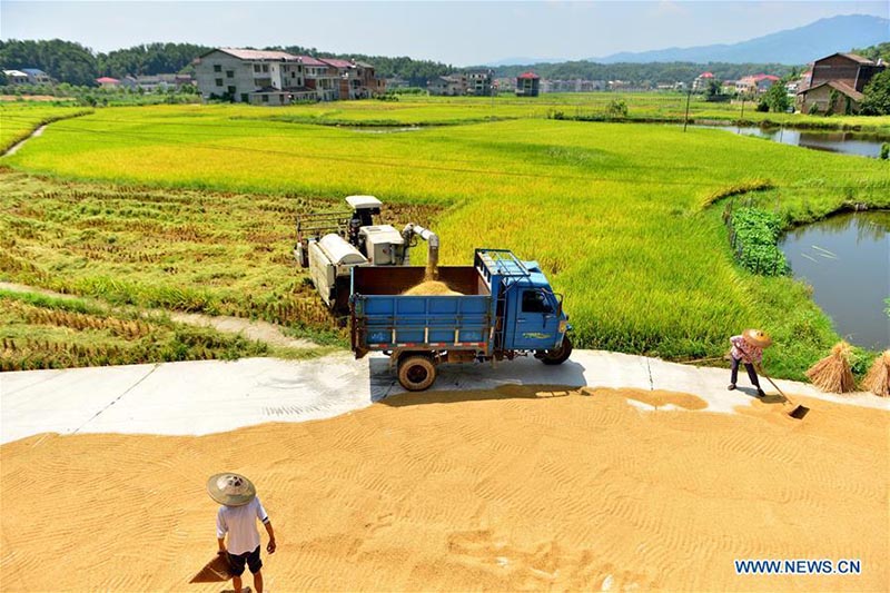 La récolte du riz à Shuangfeng, dans la province du Hunan