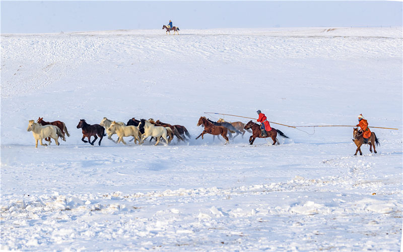 En Mongolie intérieure, l'exercice de cerclage des chevaux garde les animaux en forme