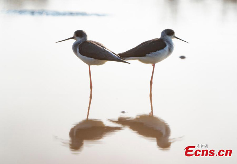 Les oiseaux migrateurs hivernent dans la province du Jiangxi