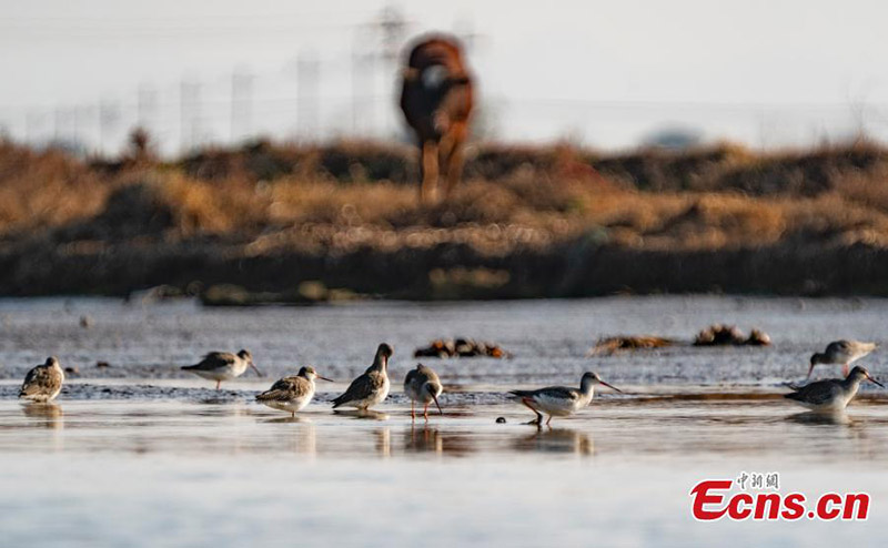 Les oiseaux migrateurs hivernent dans la province du Jiangxi