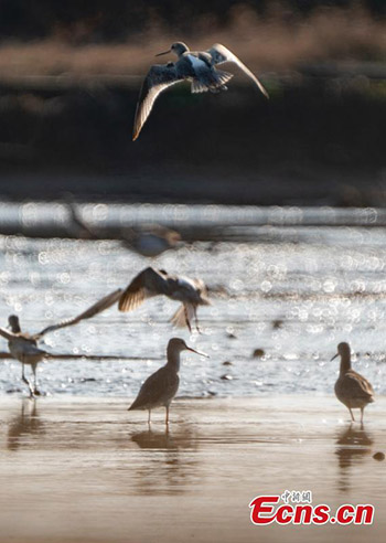 Les oiseaux migrateurs hivernent dans la province du Jiangxi