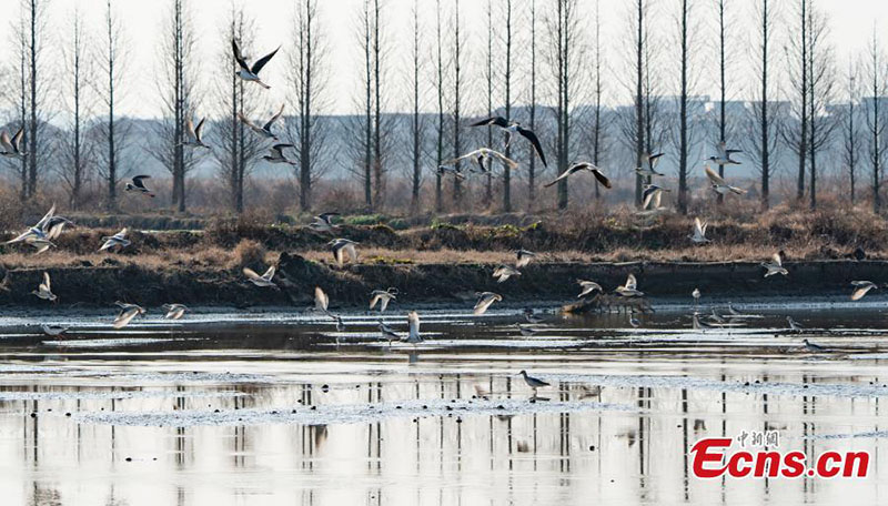 Les oiseaux migrateurs hivernent dans la province du Jiangxi