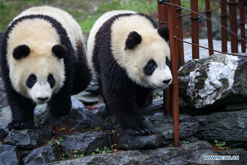 Le parc animalier de Pairi Daiza de Brugelette, en Belgique, compte cinq pandas géants