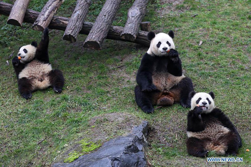 Le parc animalier de Pairi Daiza de Brugelette, en Belgique, compte cinq pandas géants