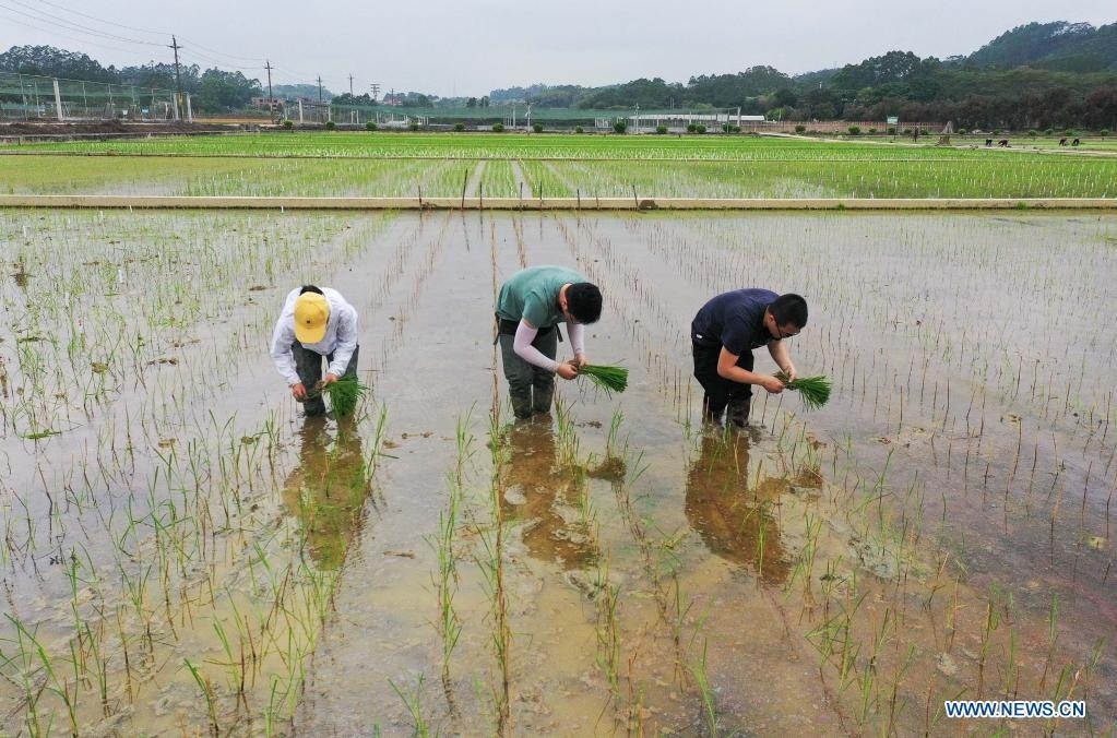 Des semences de riz provenant de graines envoyées sur la lune ont été transplantées