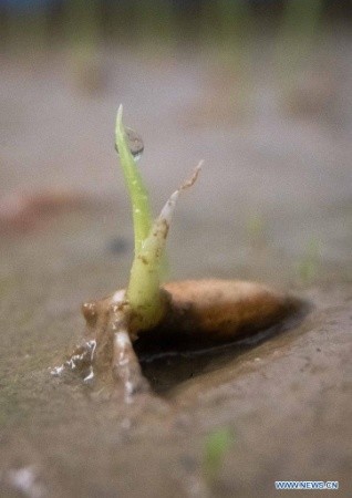 Des semences de riz provenant de graines envoyées sur la lune ont été transplantées