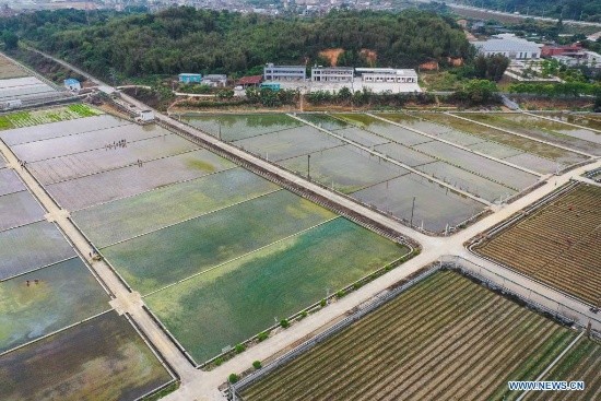 Des semences de riz provenant de graines envoyées sur la lune ont été transplantées