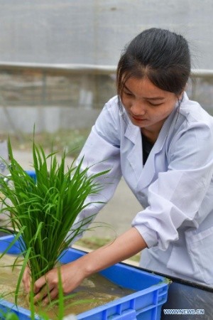 Des semences de riz provenant de graines envoyées sur la lune ont été transplantées