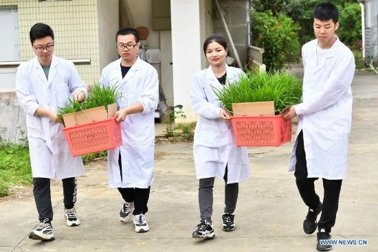 Des semences de riz provenant de graines envoyées sur la lune ont été transplantées