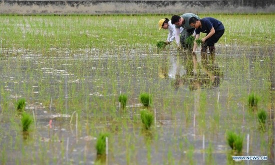 Des semences de riz provenant de graines envoyées sur la lune ont été transplantées