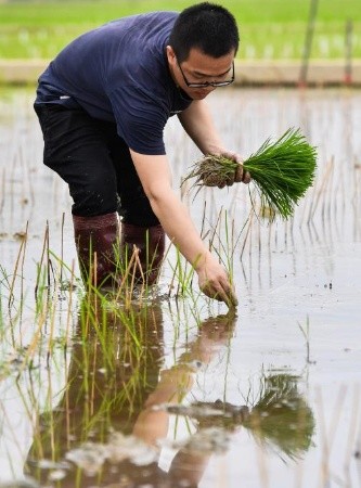 Des semences de riz provenant de graines envoyées sur la lune ont été transplantées