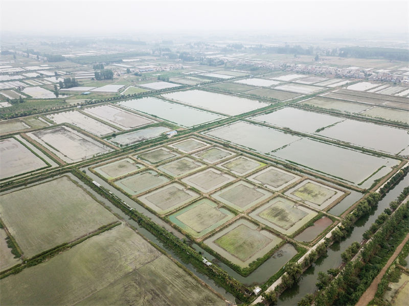 L'écrevisse, une prise chanceuse pour la province du Hubei