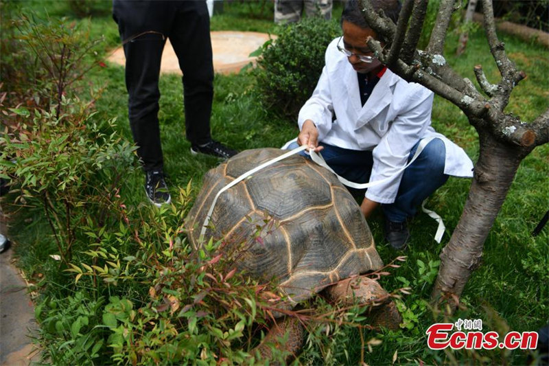 Une tortue géante d'Aldabra passe un examen médical à Kunming