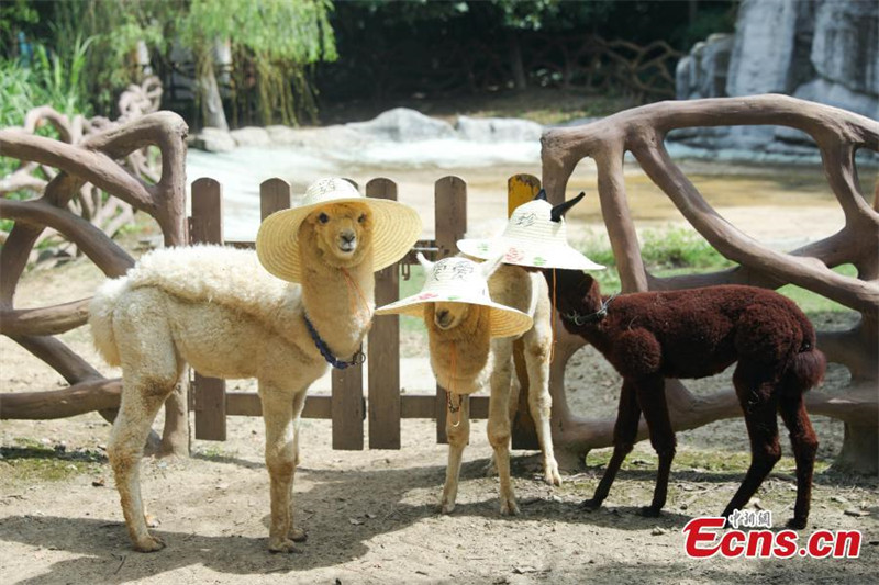 Les animaux d'un parc animalier du Jiangsu profitent de journées d'été ? fra?ches ?