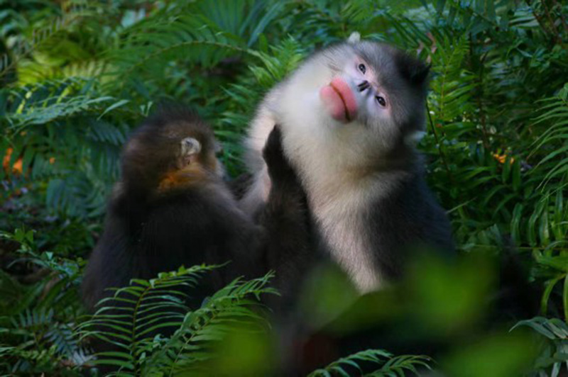 Le singe doré du Yunnan, l'ange des montagnes des neiges de Chine