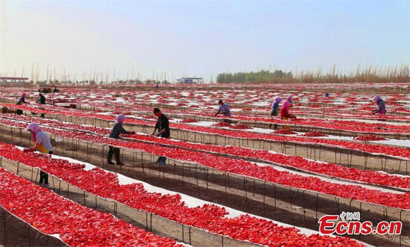 La saison de la récolte des tomates bat son plein dans le Xinjiang