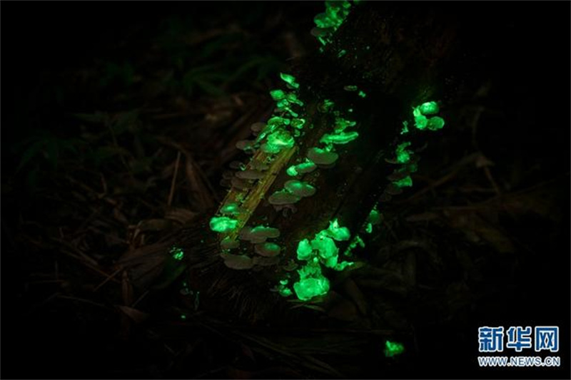 Des champignons émettent une lumière fluorescente dans le Parc botanique tropical de Xishuangbanna, dans le Yunnan