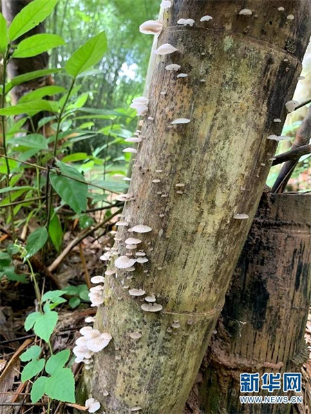 Des champignons émettent une lumière fluorescente dans le Parc botanique tropical de Xishuangbanna, dans le Yunnan