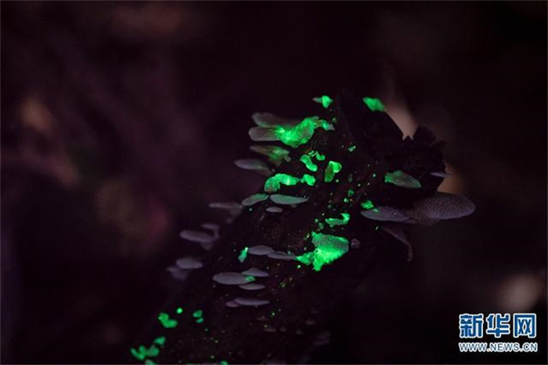 Des champignons émettent une lumière fluorescente dans le Parc botanique tropical de Xishuangbanna, dans le Yunnan