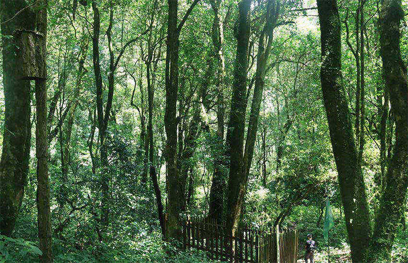 La symbiose et l'harmonie des forêts de théiers dans le mont Ailao, à Zhenyuan, dans le Yunnan