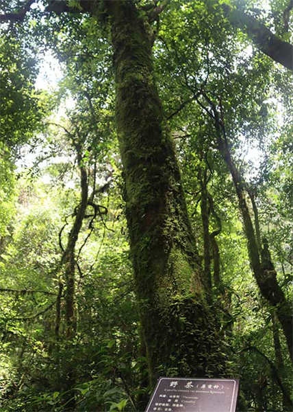 La symbiose et l'harmonie des forêts de théiers dans le mont Ailao, à Zhenyuan, dans le Yunnan