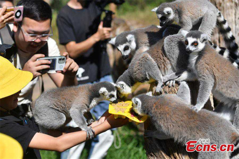 Le Yunnan Safari Park de Kunming offre des gateaux de lune spéciaux à ses animaux