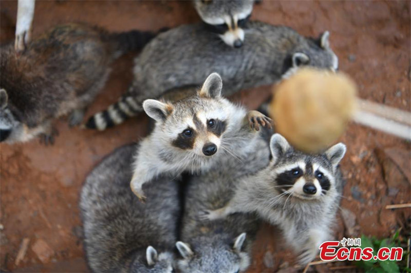 Le Yunnan Safari Park de Kunming offre des gateaux de lune spéciaux à ses animaux