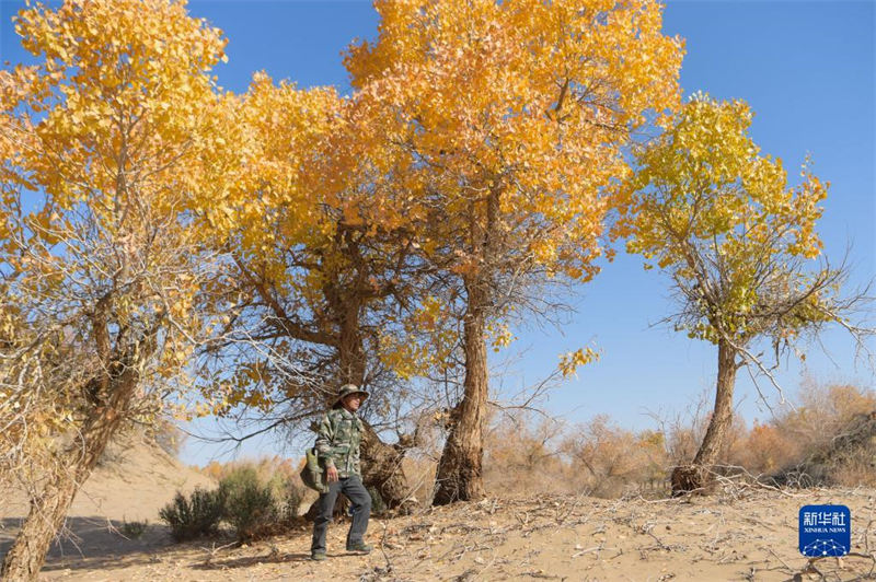 Le gardien de la beauté automnale de la forêt de peupliers d'Ejina, en Mongolie intérieure