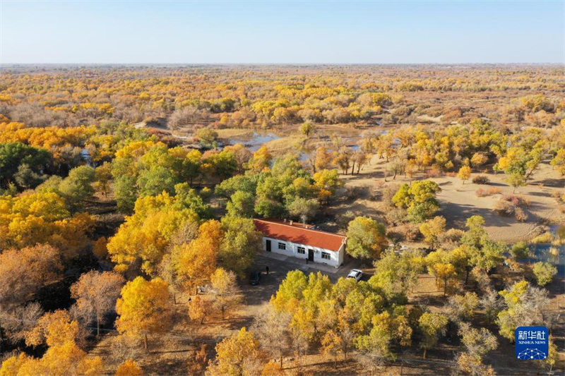 Le gardien de la beauté automnale de la forêt de peupliers d'Ejina, en Mongolie intérieure