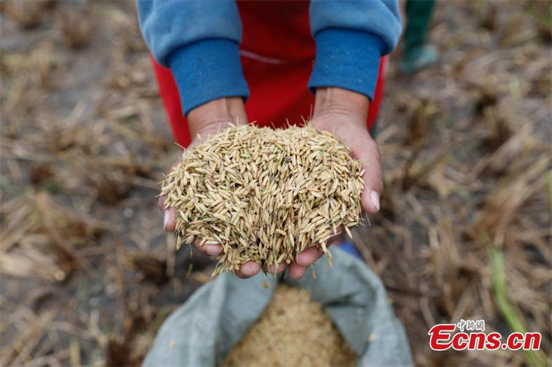 Première récolte du riz pérenne ? Yunda 107 ? en terrasse du Yunnan