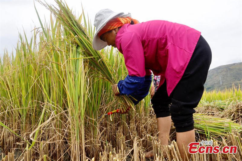 Première récolte du riz pérenne ? Yunda 107 ? en terrasse du Yunnan