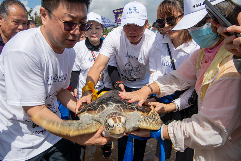 Hainan : 9 tortues marines relachées à la mer à Wenchang