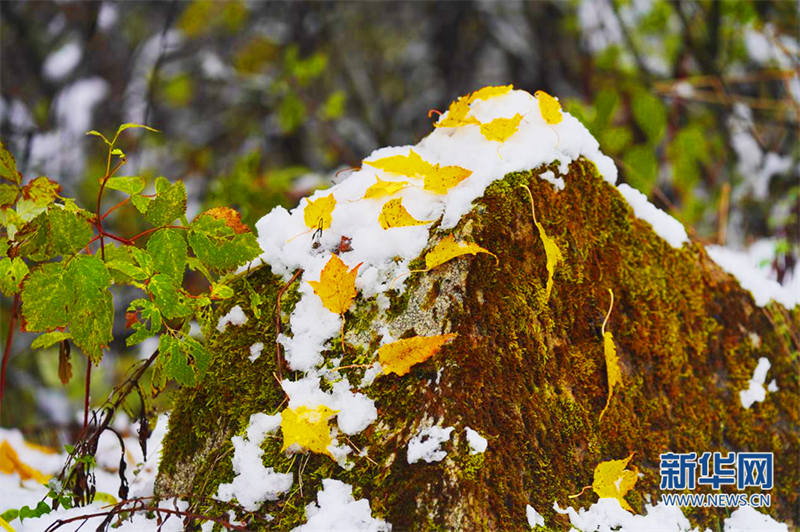 Les premières chutes de neige de la fin de l'automne à Pingheliang, dans les monts Qinling, pittoresques et colorés