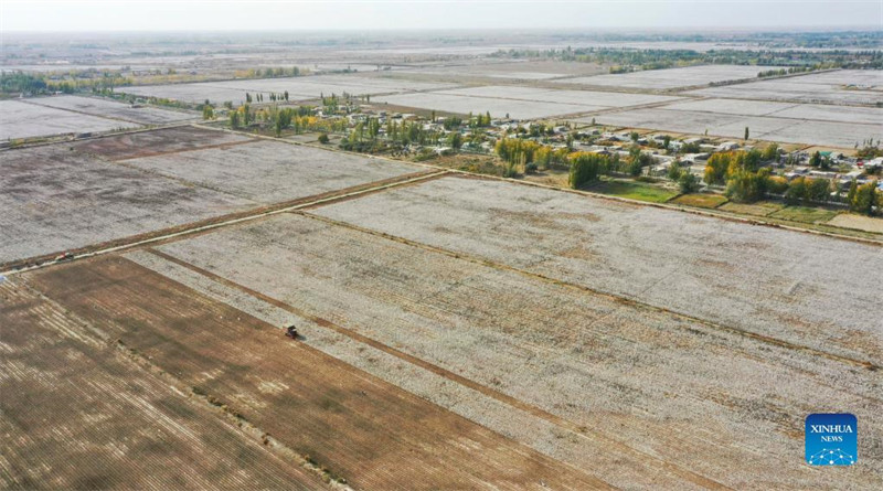 La cueillette mécanique du coton apporte plus d'efficacité et de revenus aux producteurs de coton du Xinjiang