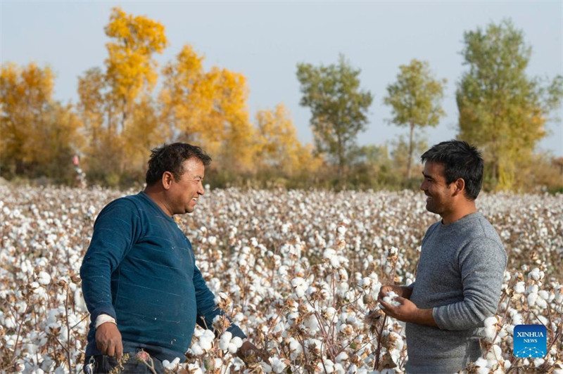 La cueillette mécanique du coton apporte plus d'efficacité et de revenus aux producteurs de coton du Xinjiang