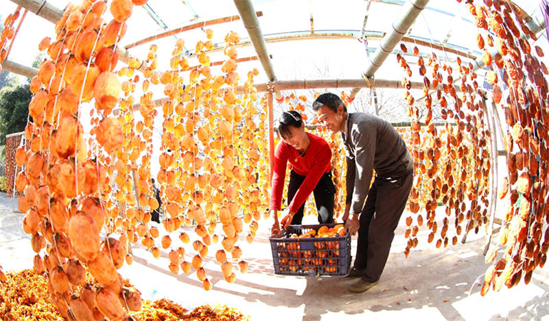 Kakis rouges et jours joyeux : la vie dans le comté de She, dans l'Anhui