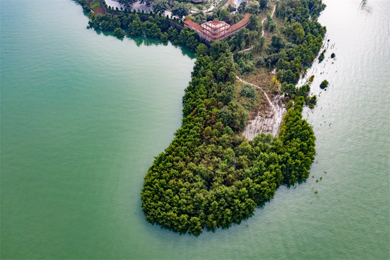 La ? forêt dans l'eau ? embellit les berges de la zone d'affaissement du réservoir des Trois Gorges