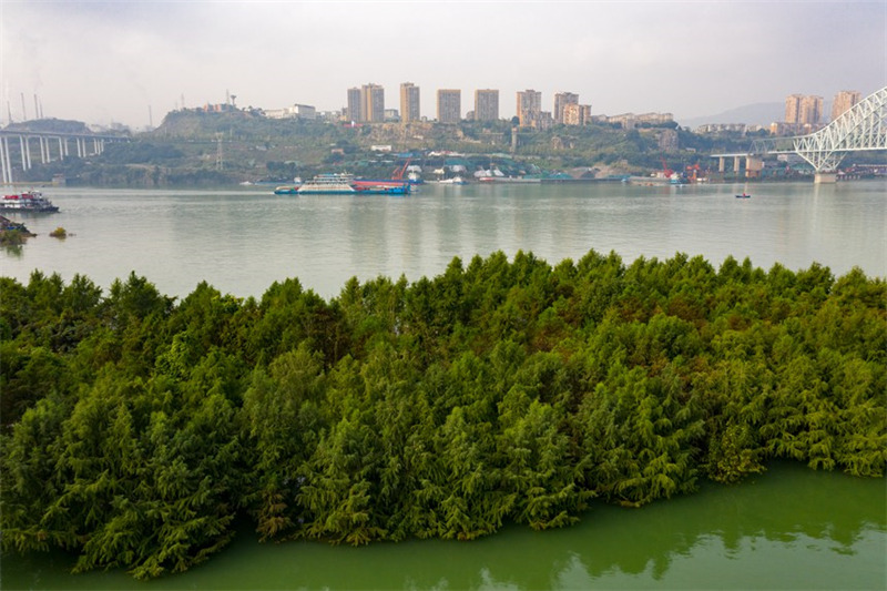 La ? forêt dans l'eau ? embellit les berges de la zone d'affaissement du réservoir des Trois Gorges