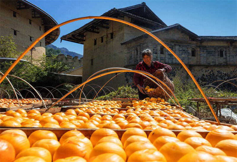 Le commerce prospère du kaki dans la campagne magnifique des Tulou du Fujian