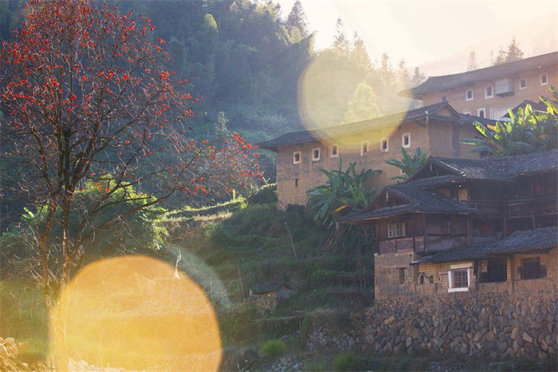 Le commerce prospère du kaki dans la campagne magnifique des Tulou du Fujian